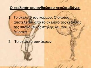 Ο σκελετός του ανθρώπου περιλαμβάνει:
1. Tο σκελετό του κορμού. O οποίος
αποτελείται από το σκελετό της κεφαλής
της σπονδυλικής στήλης και του
θώρακα.
2. Tο σκελετό των άκρων.
 