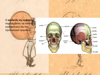 Ο σκελετός της κεφαλής
περιλαμβάνει τα οστά του
εγκεφαλικού και του
προσωπικού κρανίου.
 
