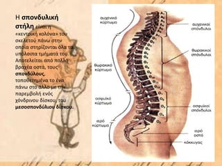 Η σπονδυλική
στήλη είναι η
«κεντρική κολόνα» του
σκελετού πάνω στην
οποία στηρίζονται όλα τα
υπόλοιπα τμήματά του.
Αποτελείται από πολλά
βραχέα οστά, τους
σπονδύλους,
τοποθετημένα το ένα
πάνω στο άλλο με την
παρεμβολή ενός
χόνδρινου δίσκου, του
μεσοσπονδύλιου δίσκου.
 