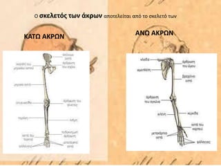 Ο σκελετός των άκρων αποτελείται από το σκελετό των
ΚΑΤΩ ΑΚΡΩΝ ΑΝΩ ΑΚΡΩΝ
 