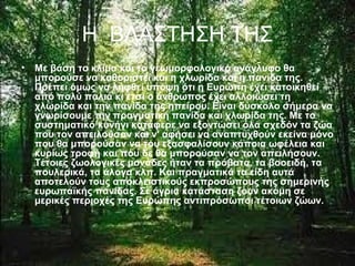 H ΒΛΑΣΤΗΣΗ ΤΗΣ
• Με βάση το κλίμα και το γεωμορφολογικό ανάγλυφο θα
μπορούσε να καθοριστεί και η χλωρίδα και η πανίδα της.
Πρέπει όμως να ληφθεί υπόψη ότι η Ευρώπη έχει κατοικηθεί
από πολύ παλιά κι έτσι ο άνθρωπος έχει αλλοιώσει τη
χλωρίδα και την πανίδα της ηπείρου. Είναι δύσκολο σήμερα να
γνωρίσουμε την πραγματική πανίδα και χλωρίδα της. Με το
συστηματικό κυνήγι κατάφερε να εξοντώσει όλα σχεδόν τα ζώα
που τον απειλούσαν και ν' αφήσει να αναπτυχθούν εκείνα μόνο
που θα μπορούσαν να του εξασφαλίσουν κάποια ωφέλεια και
κυρίως τροφή και που δε θα μπορούσαν να τον απειλήσουν.
Τέτοιες ζωολογικές μονάδες ήταν τα πρόβατα, τα βοοειδή, τα
πουλερικά, τα άλογα κλπ. Και πραγματικά τα είδη αυτά
αποτελούν τους αποκλειστικούς εκπροσώπους της σημερινής
ευρωπαϊκής πανίδας. Σε άγρια κατάσταση ζουν ακόμη σε
μερικές περιοχές της Ευρώπης αντιπρόσωποι τέτοιων ζώων.
 