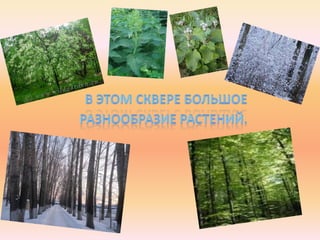 сквер дружбы народов.