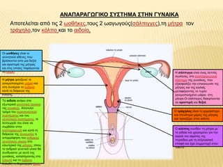 ΑΝΑΠΑΡΑΓΩΓΘΚΟ ΢Τ΢ΣΗΜΑ ΢ΣΗΝ ΓΤΝΑΘΚΑ
Απνηειείηαη από ηηο 2 σνζήθεο,ηνπο 2 σαγσγνύο(ζάιπηγγεο),ηε κήηξα ηνλ
ηξάρειν,ηνλ θόιπν θαη ην αηδνίν.
Οη σνζήθεο είλαη νη
γελλεηηθνί αδέλεο πνπ
βξίζθνληαη απν κηα δεμηά
θαη αξηζηεξά ηεο κήηξαο
θαη ζηηο νπνίεο παξάγνληαη
ηα σάξηα
Η κήηξα θηινμελεί ην
γνληκνπνηεκέλν σάξην θαη
ζηε ζπλέρεηα ην έκβξπν
θαηά ηε δηάξθεηα ηεο
θύεζεο.
Η ζάιπηγγα είλαη έλαο ιεπηόο
ζσιήλαο, ζην αλαπαξαγσγηθό
ζύζηεκα ηεο γπλαίθαο, πνπ
εμαζθαιίδεη ηελ επηθνηλσλία ηεο
κήηξαο θαη ηεο θνηιηάο
κεηαθέξνληαο ην ηπρόλ
γνληκνπνηεκέλν σάξην ζηε
κήηξα.Οη ζάιπηγγεο δηαθξίλνληαη
ζε αξηζηεξή θαη δεμηά.
Ο ηξάρεινο είλαη ην ρακειόηεξν
θαη ζηελόηεξν κέξνο ηεο κήηξαο
θαη πξνεμέρεη ζηνλ θόιπν
Ο θόιπνο ζπλδέεη ηε κήηξα κε
ην αηδνίν θαη ρξεζηκεύεη γηα ηελ
εθξνή ηνπ αίκαηνο ηεο
πεξηόδνπ,γηα ηε ζεμνπαιηθή
επαθή θαη έρεη ζπκκεηνρή ζηνλ
ηνθεηό
Τν αηδνίν αλήθεη ζηα
εμσηεξηθά γελλεηηθά όξγαλα
ηεο γπλαίθαο. Απνηειεί
ηκήκα ηνπ νπξνπνηεηηθνύ
ζπζηήκαηνο θαη ηνπ
γελλεηηθνύ ζπζηήκαηνο. Η
ιεηηνπξγία ηνπ είλαη λα
ζπκβάιεη ζηελ
αλαπαξαγσγή θαη θαηά ηε
δηάξθεηα ηεο ζπλνπζίαο ε
απνξξόθεζε ηνπ αλδξηθνύ
γελλεηηθνύ πιηθνύ ζην
εζσηεξηθό ηεο κήηξαο, όπνπ
ην αλδξηθό γελεηηθό πιηθό ζα
ζπλδπαζηεη κε απηό ηεο
γπλαίθαο, θαηαιήγνληαο ζην
δπγσηό θαη ην έκβξπν,
δειαδή ηε δεκηνπξγία δσήο.
 