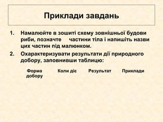 Приклади завдань
1. Намалюйте в зошиті схему зовнішньої будови
риби, позначте частини тіла і напишіть назви
цих частин під малюнком.
2. Охарактеризувати результати дії природного
добору, заповнивши таблицю:
Форма
добору
Коли діє Результат Приклади
 