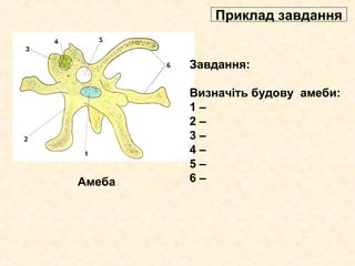 Амеба
Завдання:
Визначіть будову амеби:
1 –
2 –
3 –
4 –
5 –
6 –
Приклад завдання
 