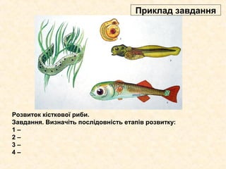 Розвиток кісткової риби.
Завдання. Визначіть послідовність етапів розвитку:
1 –
2 –
3 –
4 –
Приклад завдання
 