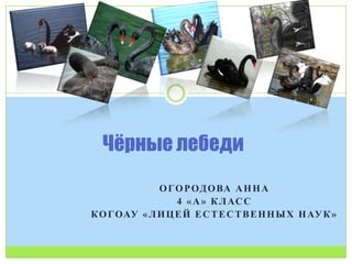 ОГОРОДОВА АННА
4 «А» КЛАСС
КОГОАУ «ЛИЦЕЙ ЕСТЕСТВЕННЫХ НАУК»
Чёрные лебеди
 