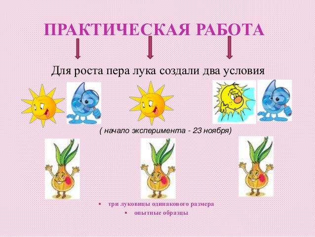 Схема проведения эксперимента в детском саду Схема проведения эксперимента в детском саду