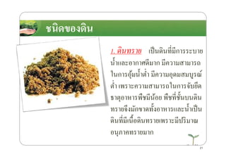 1. ึϸนทราย เป็นึϸนที4มีการระบาย
นํ*าและอากาศดีมาก มีความสามารถ
ในการอุ้มนํ*าตํ4า มีความอุดมสมบูรณ์
ตํ4า เพราะความสามารถในการจับยึด
ชนิดของึϸนชนิดของึϸน
ในการอุ้มนํ*าตํ4า มีความอุดมสมบูรณ์
ตํ4า เพราะความสามารถในการจับยึด
ธาตุอาหารพืชมีน้อย พืชที4ชั*นบนึϸน
ทรายจึงมักขาดทั*งอาหารและนํ*าเป็น
ึϸนที4มีเนื*อึϸนทรายเพราะมีปริมาณ
อนุภาคทรายมาก
21
 