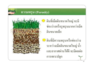 ึϸนที4เม็ดึϸนขนาดใหญ่ จะมี
ช่องว่างหรือรูพรุนมากกว่าเม็ด
ึϸนขนาดเล็ก
ความพรุน (Porosity)
ึϸนขนาดเล็ก
ึϸนที4มีความพรุนหรือช่องว่าง
ระหว่างเม็ดึϸนขนาดใหญ่ นํ*า
และอากาศผ่านได้ดี จะมีผลต่อ
การเพาะปลูก
27
 