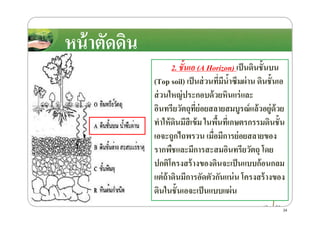 หน้าตัดึϸนหน้าตัดึϸน
2. ชั!นเอ (A Horizon) เป็นึϸนชั8นบน
(Top soil) เป็นส่วนที)มีนํ8าซึมผ่าน ึϸนชั8นเอ
ส่วนใหญ่ประกอบด้วยหินแร่และ
อินทรียวัตถุที)ย่อยสลายสมบูรณ์แล้วอยู่ด้วยอินทรียวัตถุที)ย่อยสลายสมบูรณ์แล้วอยู่ด้วย
ทําให้ึϸนมีสีเข้ม ในพื8นที)เกษตรกรรมึϸนชั8น
เอจะถูกไถพรวน เมื)อมีการย่อยสลายของ
รากพืชและมีการสะสมอินทรียวัตถุ โดย
ปกติโครงสร้างของึϸนจะเป็นแบบก้อนกลม
แต่ถ้าึϸนมีการอัดตัวกันแน่น โครงสร้างของ
ึϸนในชั8นเอจะเป็นแบบแผ่น
34
 