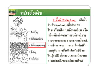 หน้าตัดึϸนหน้าตัดึϸน
3. ชั!นบี (B Horizon) เป็นชั8น
ึϸนล่าง (subsoil) เนื8อึϸนและ
โครงสร้างเป็นแบบก้อนเหลี)ยม หรือ
แท่งผลึก เกิดจากการชะล้างแร่ธาตุแท่งผลึก เกิดจากการชะล้างแร่ธาตุ
ต่างๆ ของสารละลายต่างๆ เคลื)อนตัว
ผ่านชั8นเอ ลงมามาสะสมในชั8นบี ใน
เขตภูมิอากาศชื8น ึϸนในชั8นบีส่วน
ใหญ่จะมีสีนํ8าตาลปนแดง เนื)องจาก
การสะสมตัวของเหล็กออกไซด์
35
 