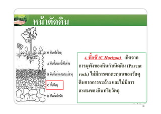 หน้าตัดึϸนหน้าตัดึϸน
4. ชั!นซี (C Horizon) เกิดจาก4. ชั!นซี (C Horizon) เกิดจาก
การผุพังของหินกําเนิดึϸน (Parent
rock) ไม่มีการตกตะกอนของวัสดุ
ึϸนจากการชะล้าง และไม่มีการ
สะสมของอินทรียวัตถุ
36
 