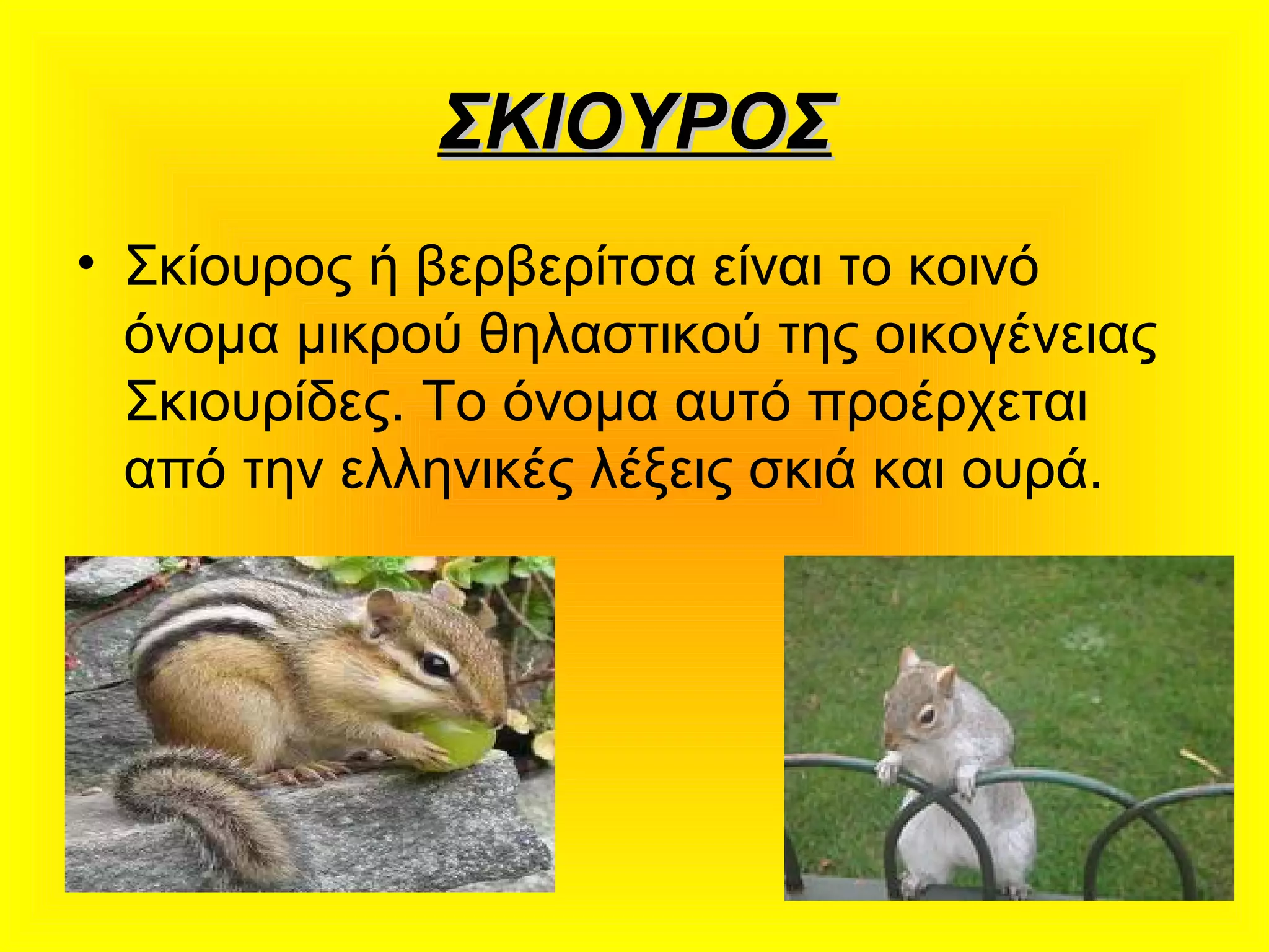 ΣΚΙΟΥΡΟΣΣΚΙΟΥΡΟΣ
• Σκίουρος ή βερβερίτσα είναι το κοινό
όνομα μικρού θηλαστικού της οικογένειας
Σκιουρίδες. Το όνομα αυτό προέρχεται
από την ελληνικές λέξεις σκιά και ουρά.
 