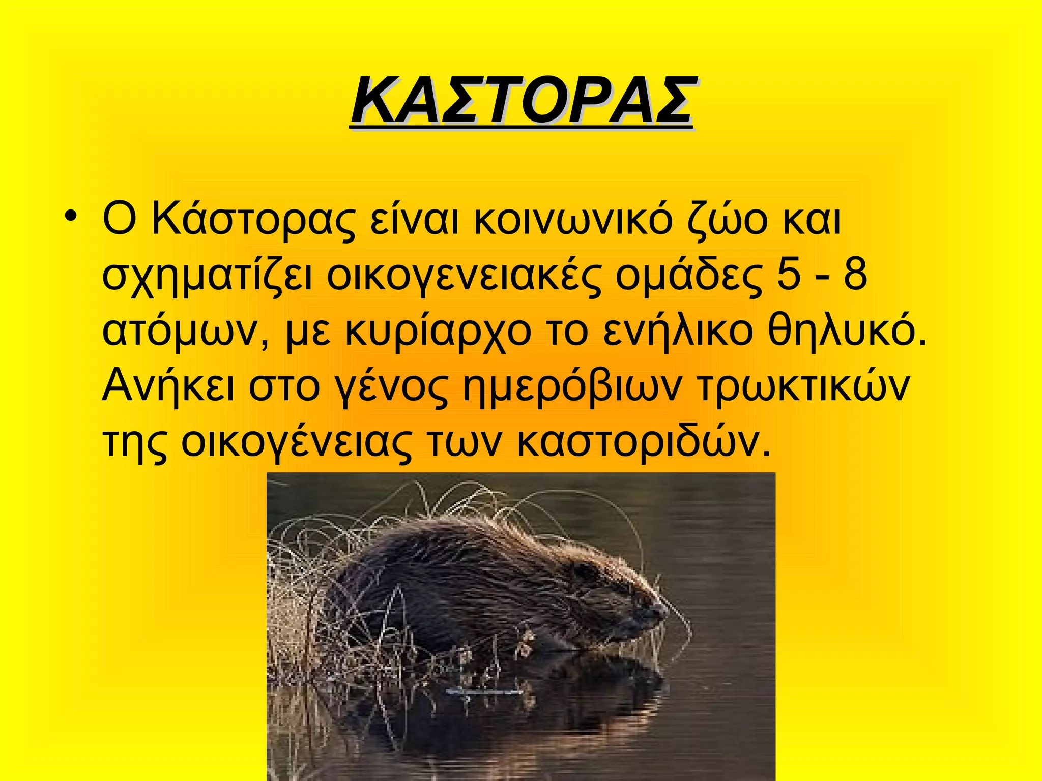 ΚΑΣΤΟΡΑΣΚΑΣΤΟΡΑΣ
• Ο Κάστορας είναι κοινωνικό ζώο και
σχηματίζει οικογενειακές ομάδες 5 - 8
ατόμων, με κυρίαρχο το ενήλικο θηλυκό.
Ανήκει στο γένος ημερόβιων τρωκτικών
της οικογένειας των καστοριδών.
 