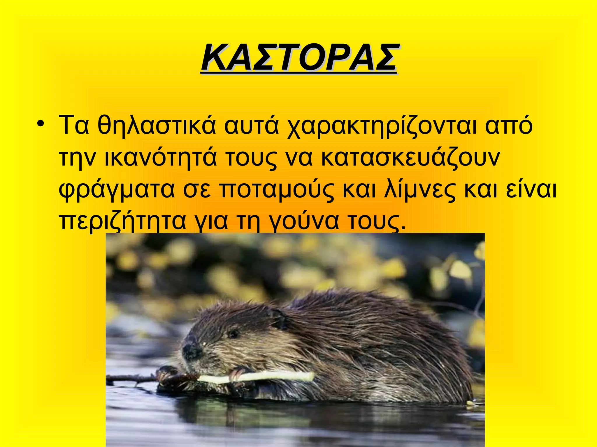 ΚΑΣΤΟΡΑΣΚΑΣΤΟΡΑΣ
• Τα θηλαστικά αυτά χαρακτηρίζονται από
την ικανότητά τους να κατασκευάζουν
φράγματα σε ποταμούς και λίμνες και είναι
περιζήτητα για τη γούνα τους.
 