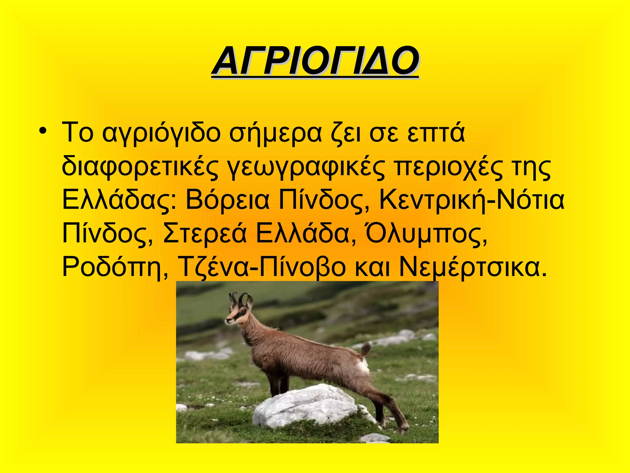 ΑΓΡΙΟΓΙΔΟΑΓΡΙΟΓΙΔΟ
• Το αγριόγιδο σήμερα ζει σε επτά
διαφορετικές γεωγραφικές περιοχές της
Ελλάδας: Βόρεια Πίνδος, Κεντρική-Νότια
Πίνδος, Στερεά Ελλάδα, Όλυμπος,
Ροδόπη, Τζένα-Πίνοβο και Νεμέρτσικα.
 