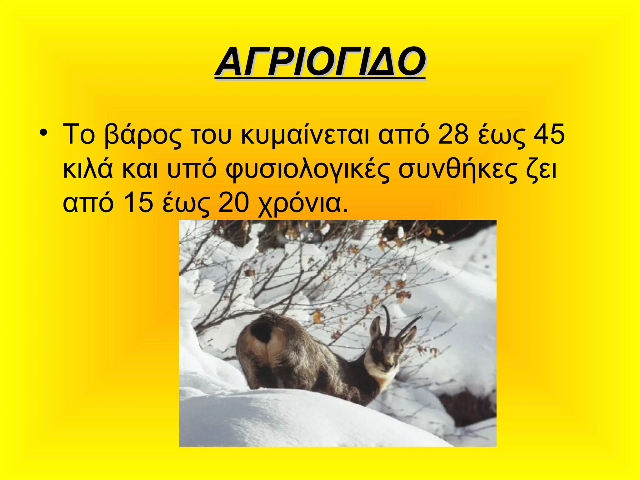 ΑΓΡΙΟΓΙΔΟΑΓΡΙΟΓΙΔΟ
• Το βάρος του κυμαίνεται από 28 έως 45
κιλά και υπό φυσιολογικές συνθήκες ζει
από 15 έως 20 χρόνια.
 