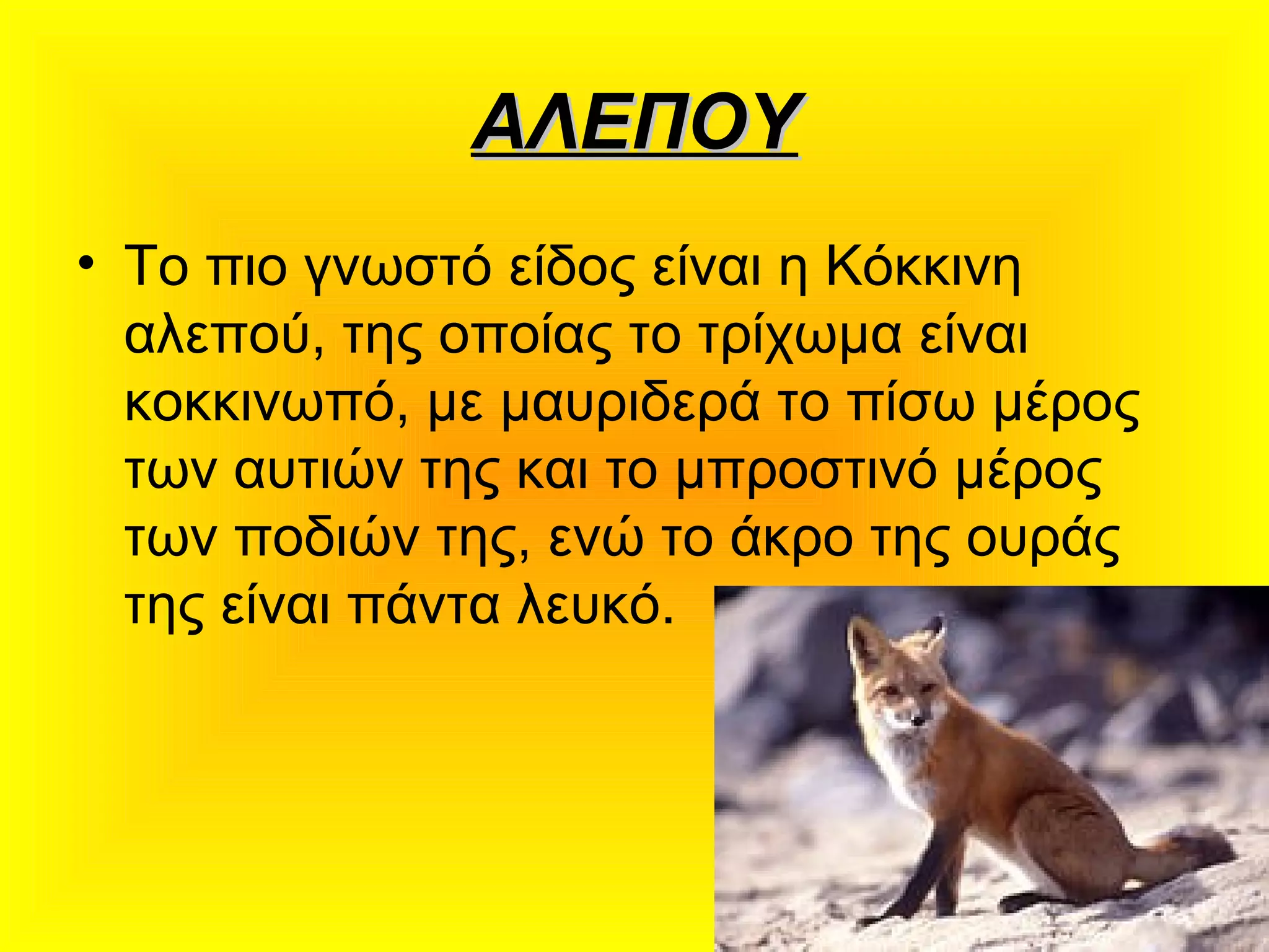 ΑΛΕΠΟΥΑΛΕΠΟΥ
• Το πιο γνωστό είδος είναι η Κόκκινη
αλεπού, της οποίας το τρίχωμα είναι
κοκκινωπό, με μαυριδερά το πίσω μέρος
των αυτιών της και το μπροστινό μέρος
των ποδιών της, ενώ το άκρο της ουράς
της είναι πάντα λευκό.
 