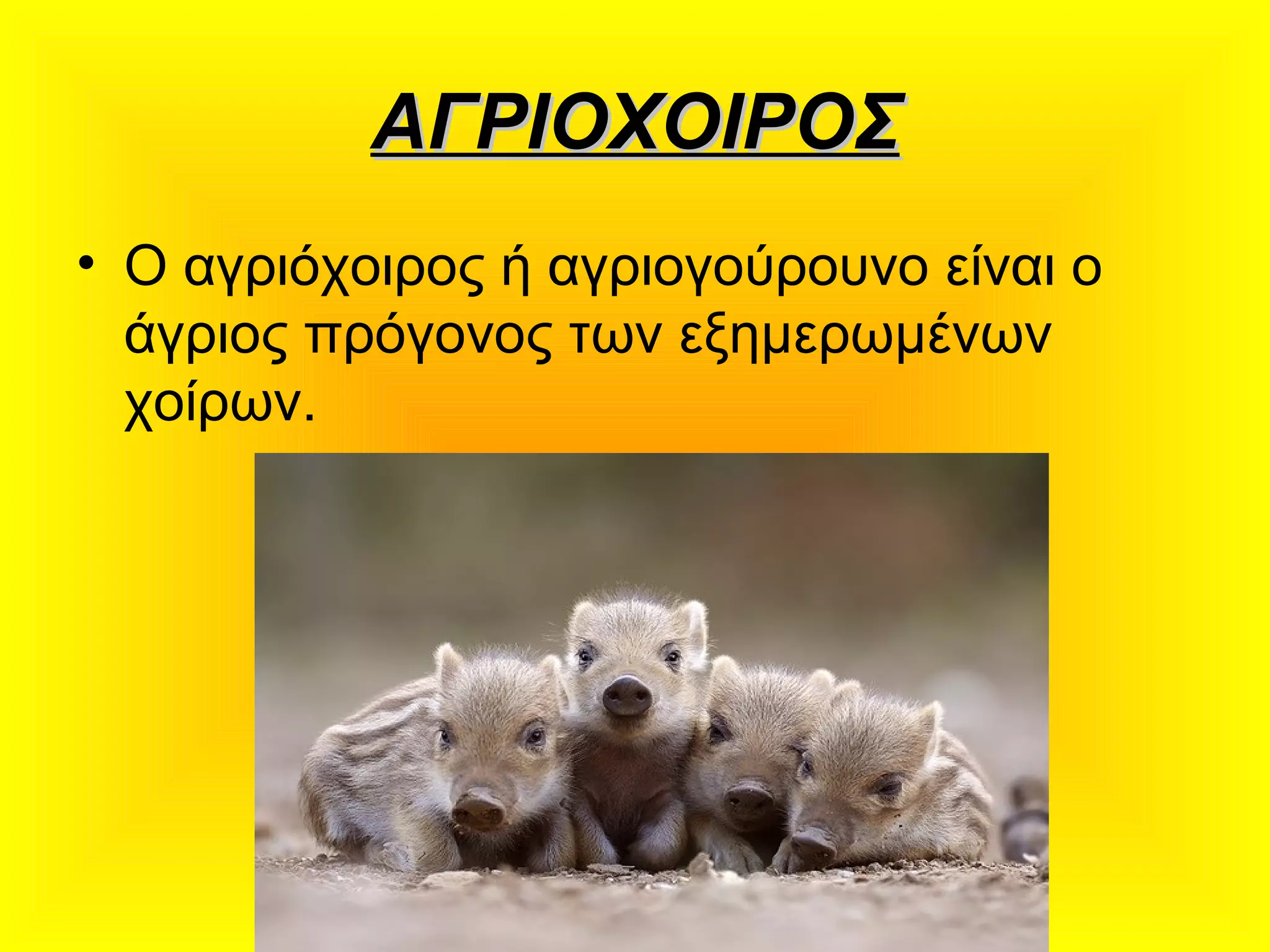 ΑΓΡΙΟΧΟΙΡΟΣΑΓΡΙΟΧΟΙΡΟΣ
• Ο αγριόχοιρος ή αγριογούρουνο είναι ο
άγριος πρόγονος των εξημερωμένων
χοίρων.
 