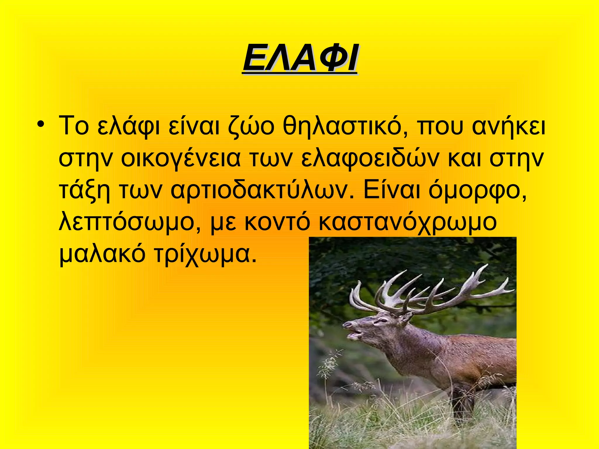 ΕΛΑΦΙΕΛΑΦΙ
• To ελάφι είναι ζώο θηλαστικό, που ανήκει
στην οικογένεια των ελαφοειδών και στην
τάξη των αρτιοδακτύλων. Είναι όμορφο,
λεπτόσωμο, με κοντό καστανόχρωμο
μαλακό τρίχωμα.
 