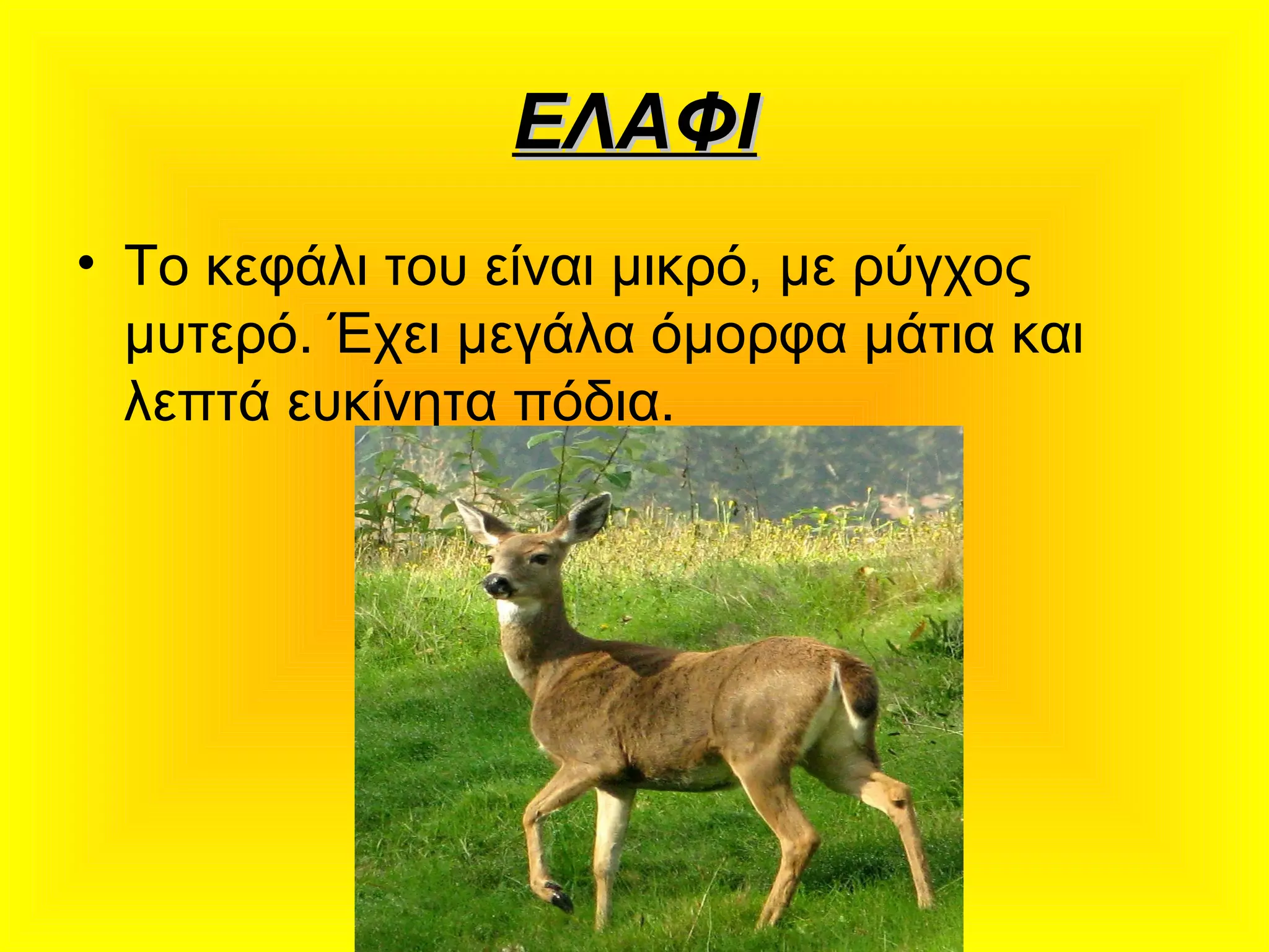 ΕΛΑΦΙΕΛΑΦΙ
• Το κεφάλι του είναι μικρό, με ρύγχος
μυτερό. Έχει μεγάλα όμορφα μάτια και
λεπτά ευκίνητα πόδια.
 