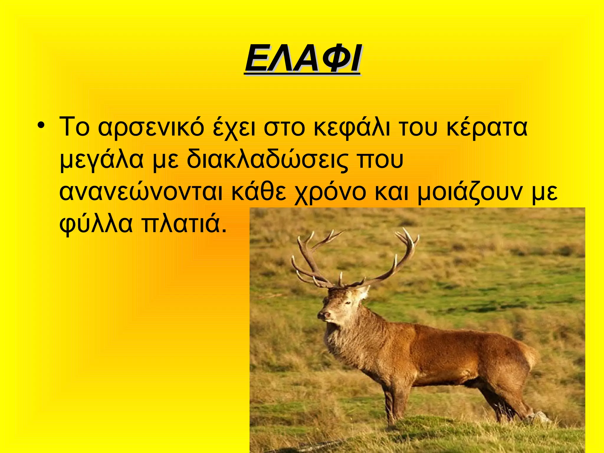 ΕΛΑΦΙΕΛΑΦΙ
• Το αρσενικό έχει στο κεφάλι του κέρατα
μεγάλα με διακλαδώσεις που
ανανεώνονται κάθε χρόνο και μοιάζουν με
φύλλα πλατιά.
 