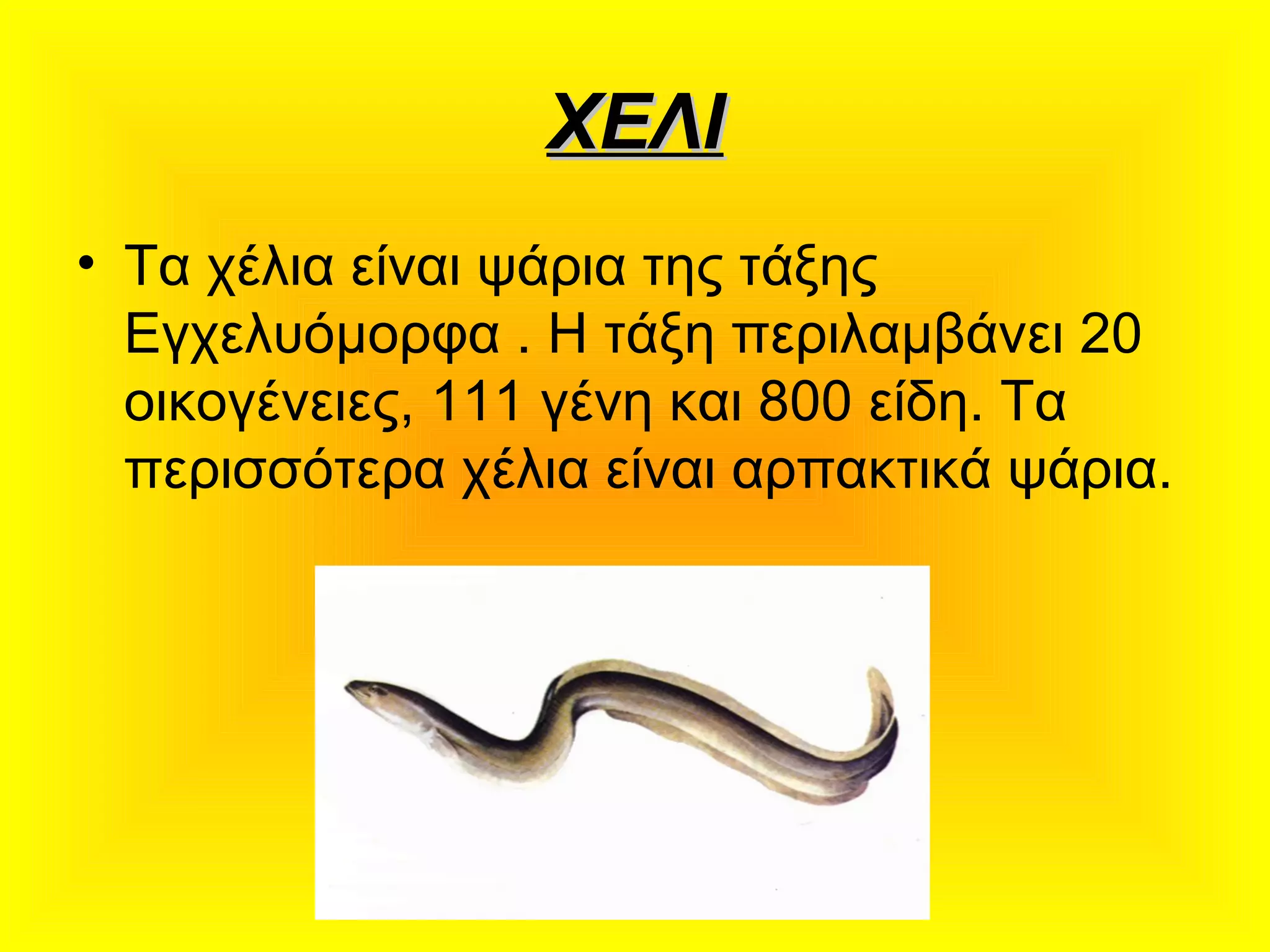 ΧΕΛΙΧΕΛΙ
• Τα χέλια είναι ψάρια της τάξης
Εγχελυόμορφα . Η τάξη περιλαμβάνει 20
οικογένειες, 111 γένη και 800 είδη. Τα
περισσότερα χέλια είναι αρπακτικά ψάρια.
 