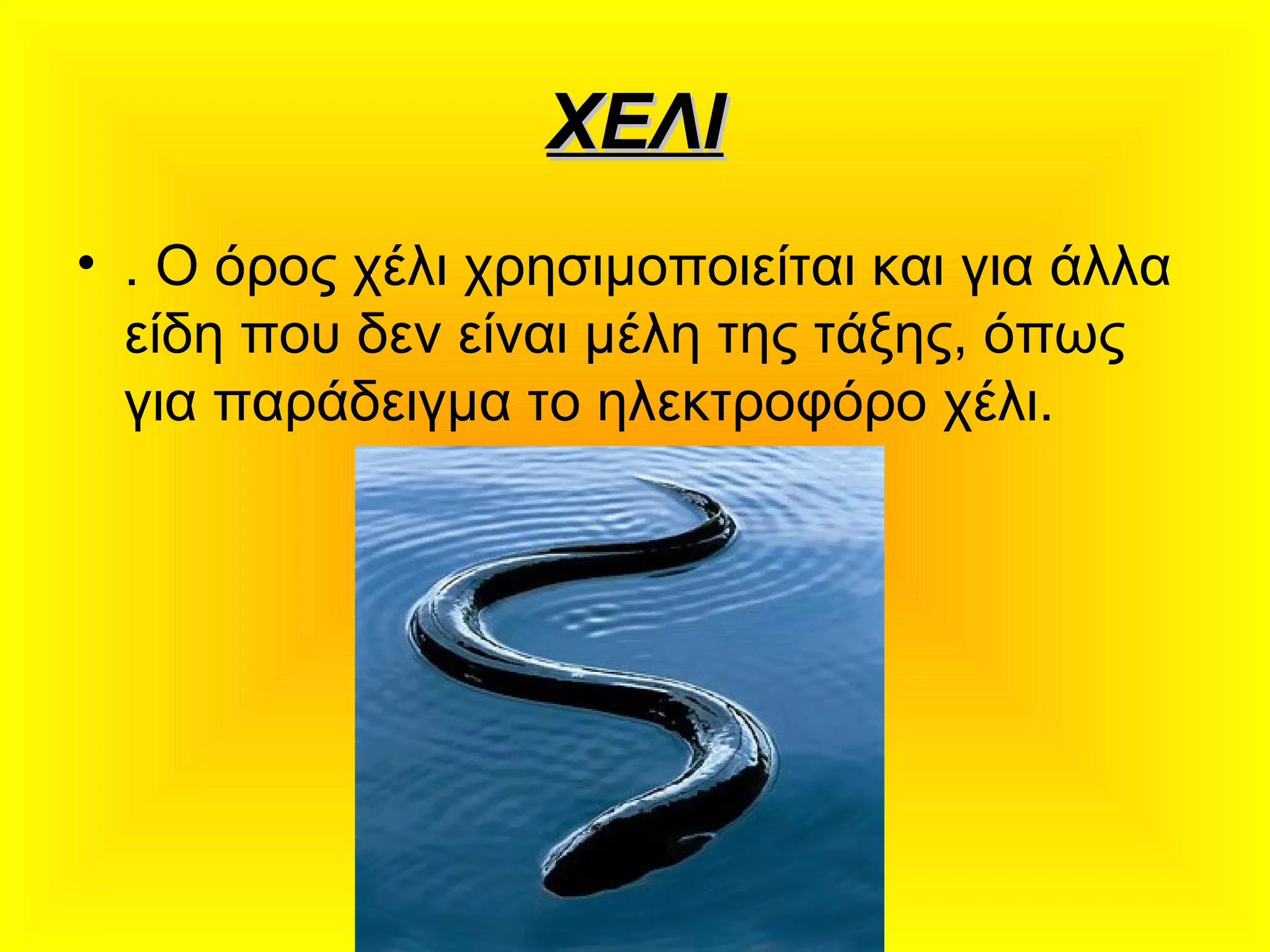 ΧΕΛΙΧΕΛΙ
• . Ο όρος χέλι χρησιμοποιείται και για άλλα
είδη που δεν είναι μέλη της τάξης, όπως
για παράδειγμα το ηλεκτροφόρο χέλι.
 