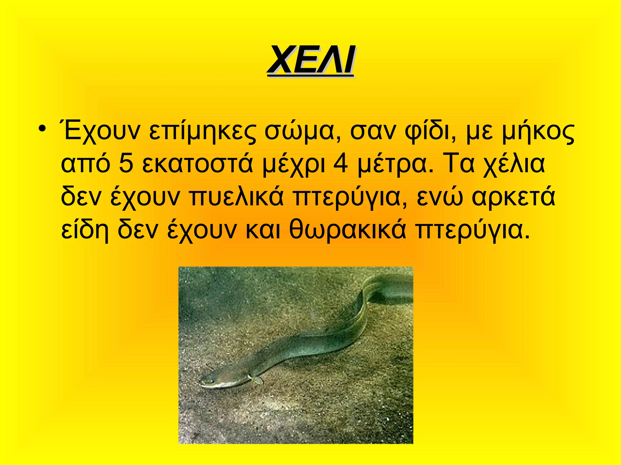 ΧΕΛΙΧΕΛΙ
• Έχουν επίμηκες σώμα, σαν φίδι, με μήκος
από 5 εκατοστά μέχρι 4 μέτρα. Τα χέλια
δεν έχουν πυελικά πτερύγια, ενώ αρκετά
είδη δεν έχουν και θωρακικά πτερύγια.
 