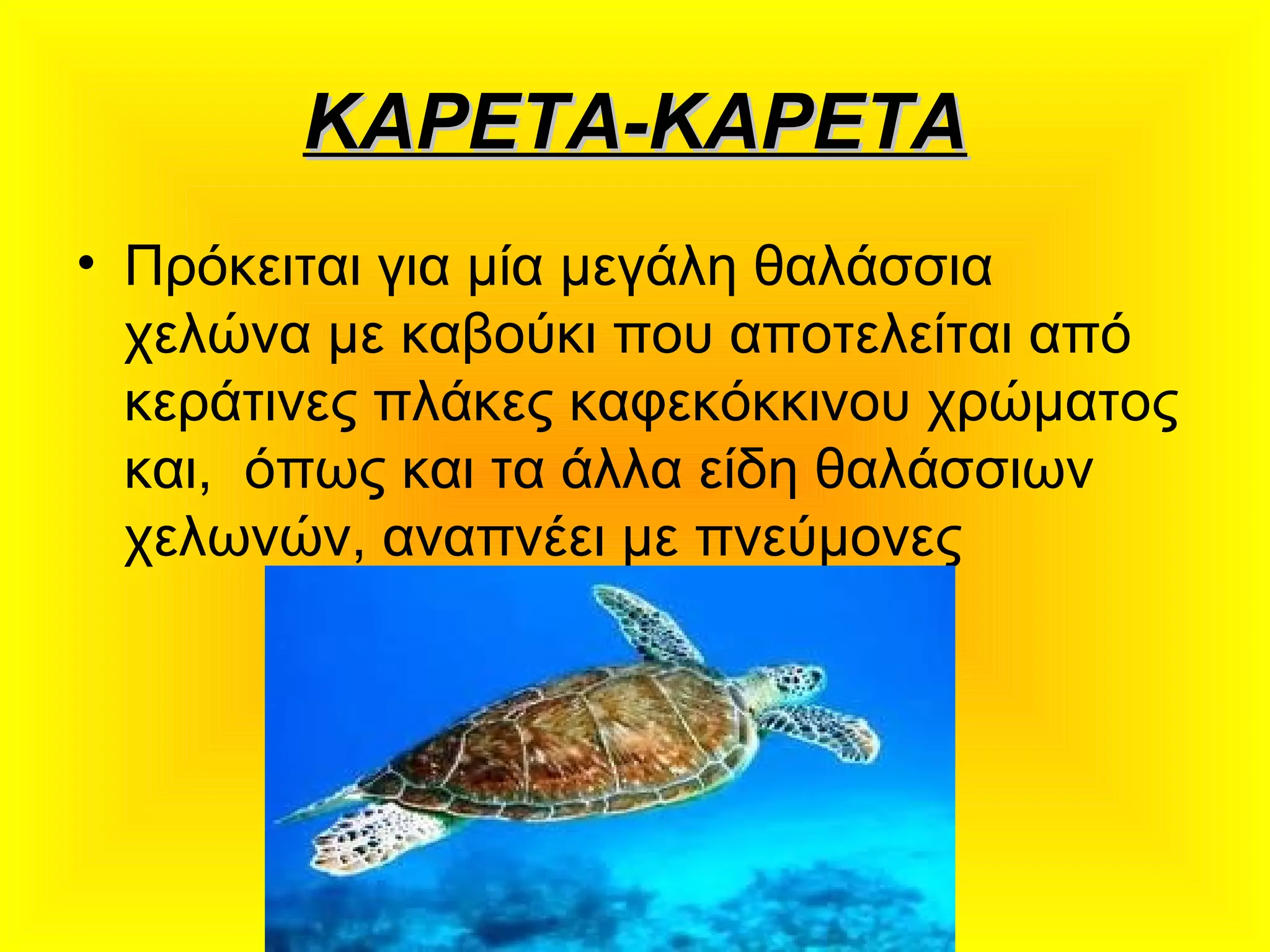 ΚΑΡΕΤΑ-ΚΑΡΕΤΑΚΑΡΕΤΑ-ΚΑΡΕΤΑ
• Πρόκειται για μία μεγάλη θαλάσσια
χελώνα με καβούκι που αποτελείται από
κεράτινες πλάκες καφεκόκκινου χρώματος
και,  όπως και τα άλλα είδη θαλάσσιων
χελωνών, αναπνέει με πνεύμονες
 