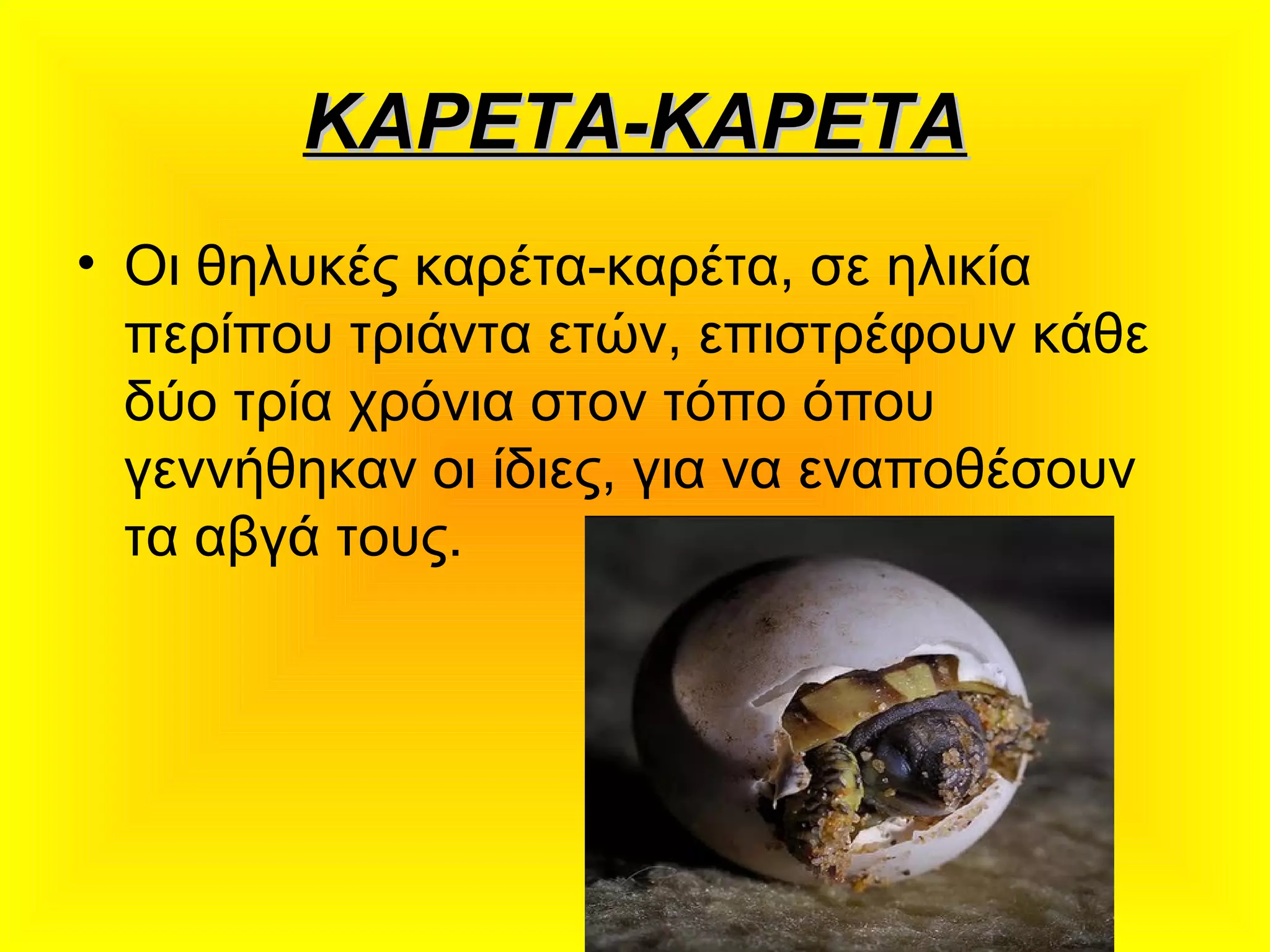 ΚΑΡΕΤΑ-ΚΑΡΕΤΑΚΑΡΕΤΑ-ΚΑΡΕΤΑ
• Οι θηλυκές καρέτα-καρέτα, σε ηλικία
περίπου τριάντα ετών, επιστρέφουν κάθε
δύο τρία χρόνια στον τόπο όπου
γεννήθηκαν οι ίδιες, για να εναποθέσουν
τα αβγά τους.   
 