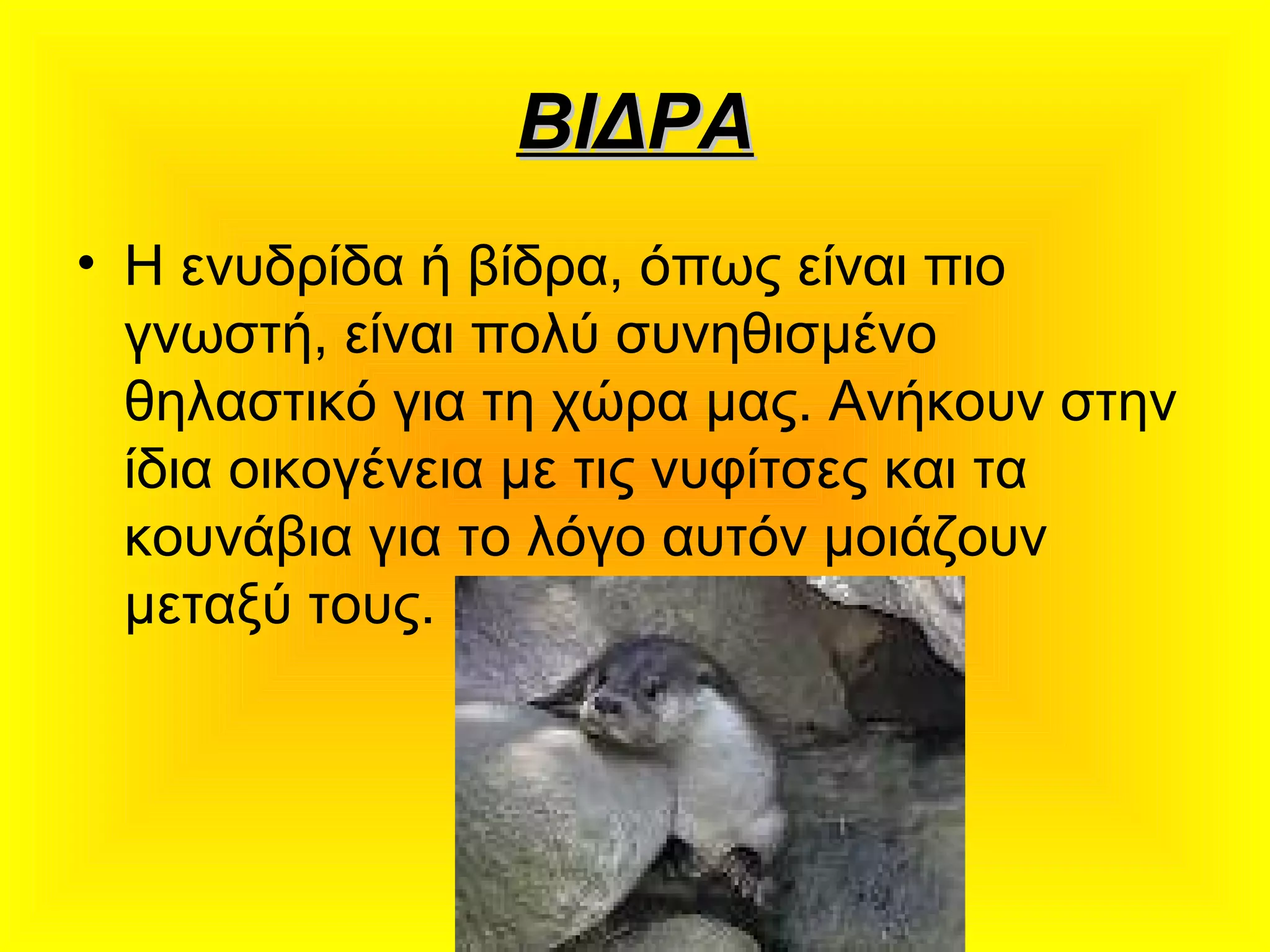 ΒΙΔΡΑΒΙΔΡΑ
• Η ενυδρίδα ή βίδρα, όπως είναι πιο
γνωστή, είναι πολύ συνηθισμένο
θηλαστικό για τη χώρα μας. Ανήκουν στην
ίδια οικογένεια με τις νυφίτσες και τα
κουνάβια για το λόγο αυτόν μοιάζουν
μεταξύ τους.
 