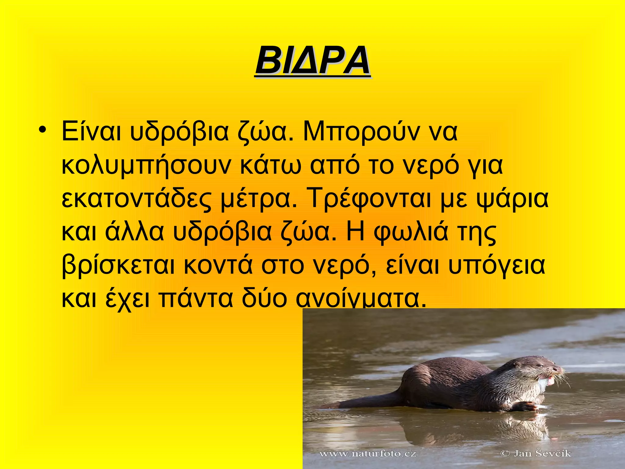 ΒΙΔΡΑΒΙΔΡΑ
• Είναι υδρόβια ζώα. Μπορούν να
κολυμπήσουν κάτω από το νερό για
εκατοντάδες μέτρα. Τρέφονται με ψάρια
και άλλα υδρόβια ζώα. Η φωλιά της
βρίσκεται κοντά στο νερό, είναι υπόγεια
και έχει πάντα δύο ανοίγματα.
 