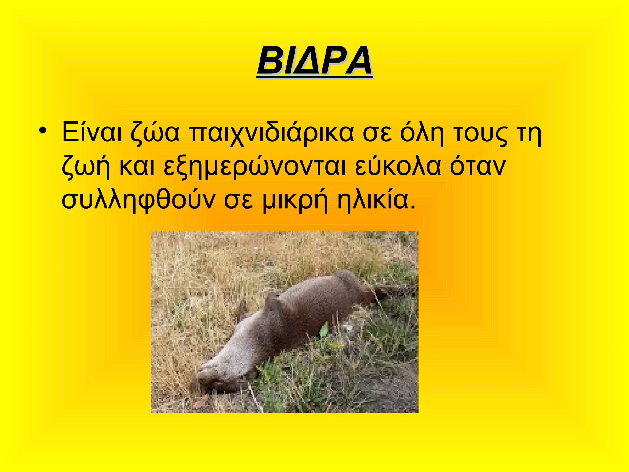 ΒΙΔΡΑΒΙΔΡΑ
• Είναι ζώα παιχνιδιάρικα σε όλη τους τη
ζωή και εξημερώνονται εύκολα όταν
συλληφθούν σε μικρή ηλικία.
 