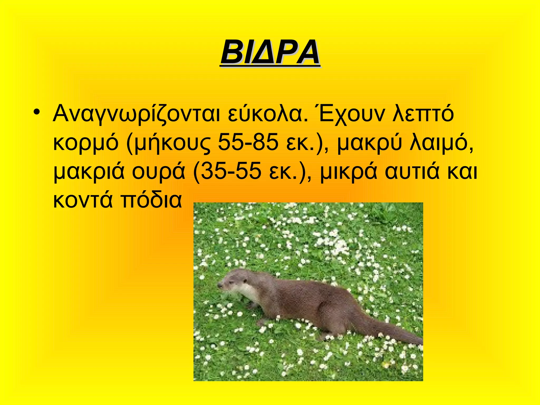 ΒΙΔΡΑΒΙΔΡΑ
• Αναγνωρίζονται εύκολα. Έχουν λεπτό
κορμό (μήκους 55-85 εκ.), μακρύ λαιμό,
μακριά ουρά (35-55 εκ.), μικρά αυτιά και
κοντά πόδια
 