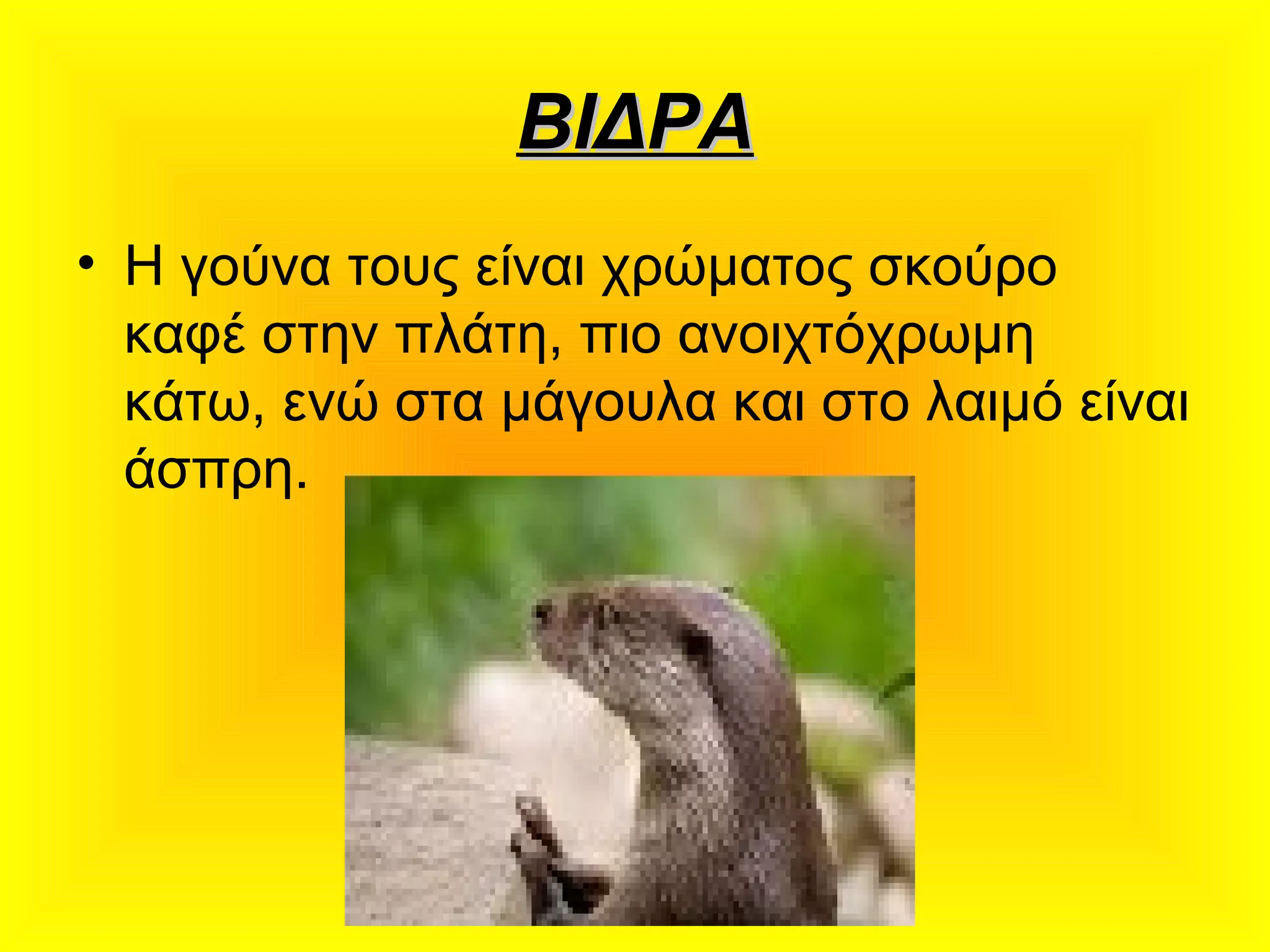ΒΙΔΡΑΒΙΔΡΑ
• Η γούνα τους είναι χρώματος σκούρο
καφέ στην πλάτη, πιο ανοιχτόχρωμη
κάτω, ενώ στα μάγουλα και στο λαιμό είναι
άσπρη.
 
