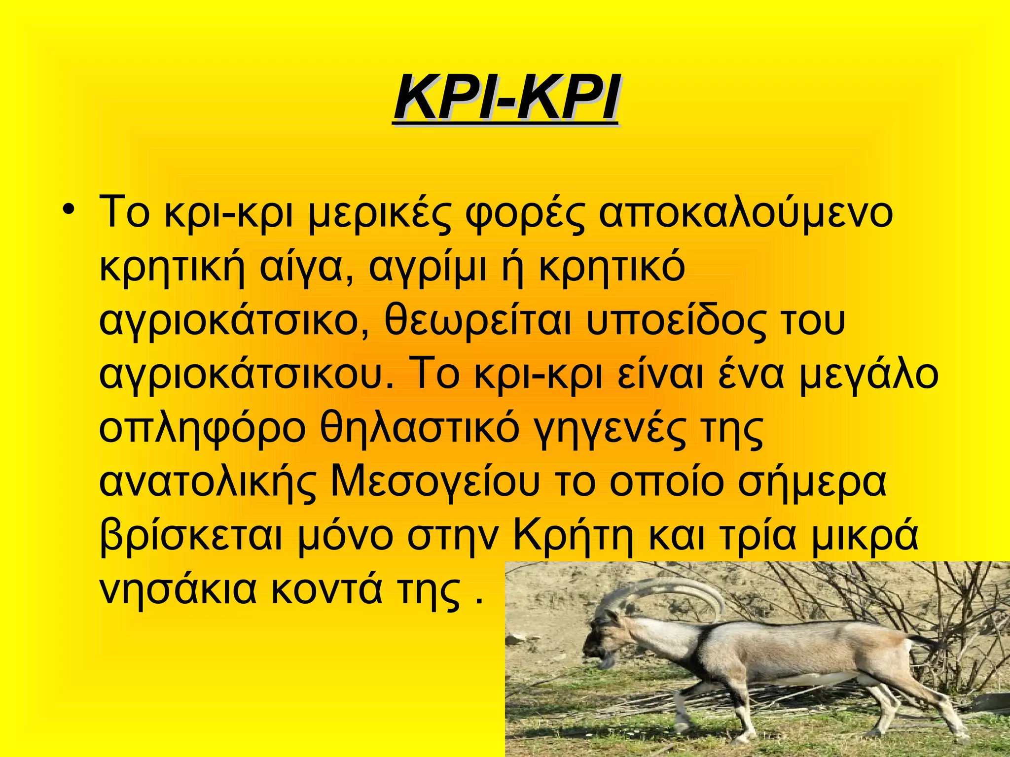 ΚΡΙ-ΚΡΙΚΡΙ-ΚΡΙ
• Το κρι-κρι μερικές φορές αποκαλούμενο
κρητική αίγα, αγρίμι ή κρητικό
αγριοκάτσικο, θεωρείται υποείδος του
αγριοκάτσικου. Το κρι-κρι είναι ένα μεγάλο
οπληφόρο θηλαστικό γηγενές της
ανατολικής Μεσογείου το οποίο σήμερα
βρίσκεται μόνο στην Κρήτη και τρία μικρά
νησάκια κοντά της .
 