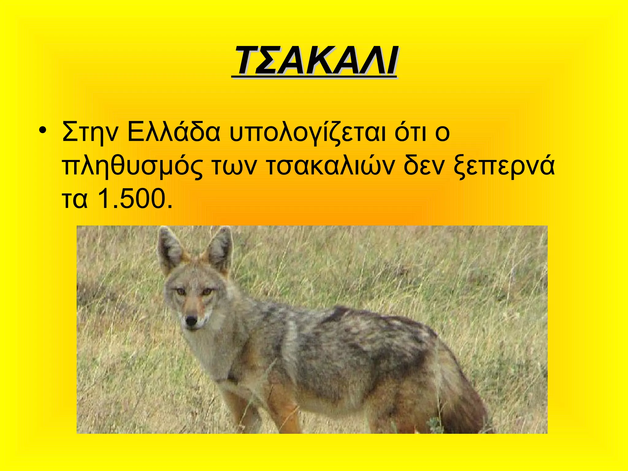 ΤΣΑΚΑΛΙΤΣΑΚΑΛΙ
• Στην Ελλάδα υπολογίζεται ότι ο
πληθυσμός των τσακαλιών δεν ξεπερνά
τα 1.500.
 