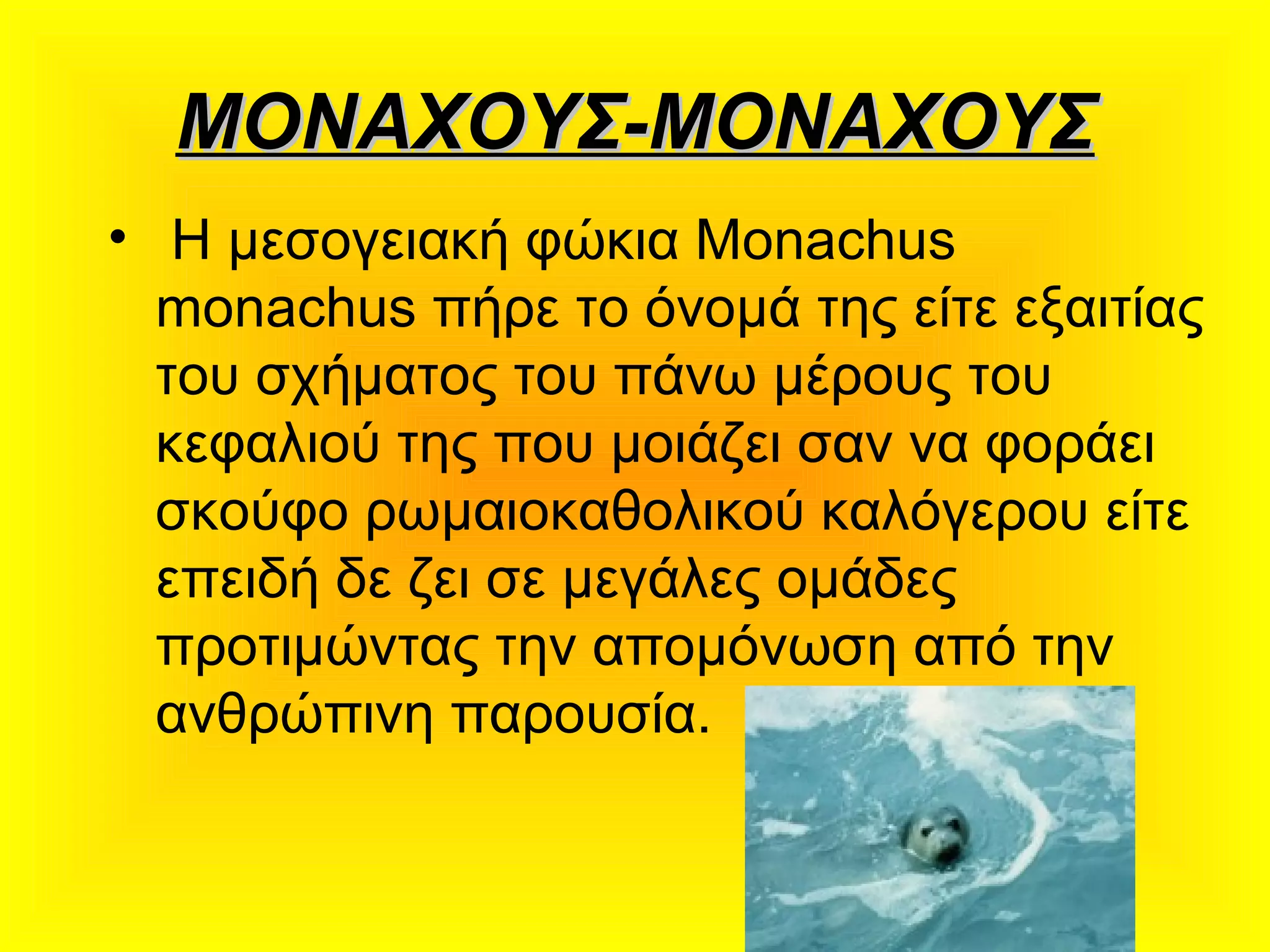 ΜΟΝΑΧΟΥΣ-ΜΟΝΑΧΟΥΣΜΟΝΑΧΟΥΣ-ΜΟΝΑΧΟΥΣ
• Η μεσογειακή φώκια Monachus
monachus πήρε το όνομά της είτε εξαιτίας
του σχήματος του πάνω μέρους του
κεφαλιού της που μοιάζει σαν να φοράει
σκούφο ρωμαιοκαθολικού καλόγερου είτε
επειδή δε ζει σε μεγάλες ομάδες
προτιμώντας την απομόνωση από την
ανθρώπινη παρουσία.
 