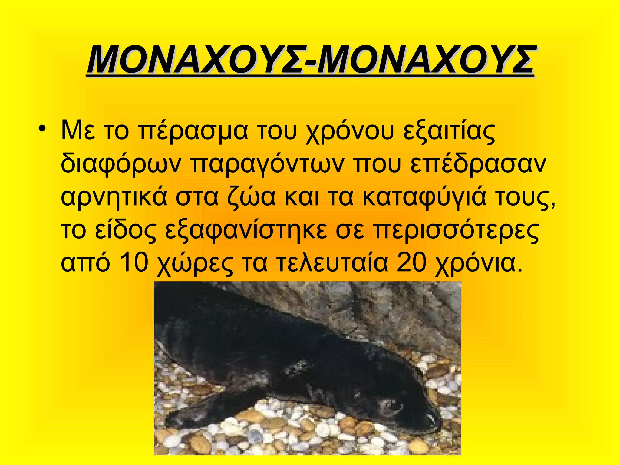 ΜΟΝΑΧΟΥΣ-ΜΟΝΑΧΟΥΣΜΟΝΑΧΟΥΣ-ΜΟΝΑΧΟΥΣ
• Με το πέρασμα του χρόνου εξαιτίας
διαφόρων παραγόντων που επέδρασαν
αρνητικά στα ζώα και τα καταφύγιά τους,
το είδος εξαφανίστηκε σε περισσότερες
από 10 χώρες τα τελευταία 20 χρόνια.
 