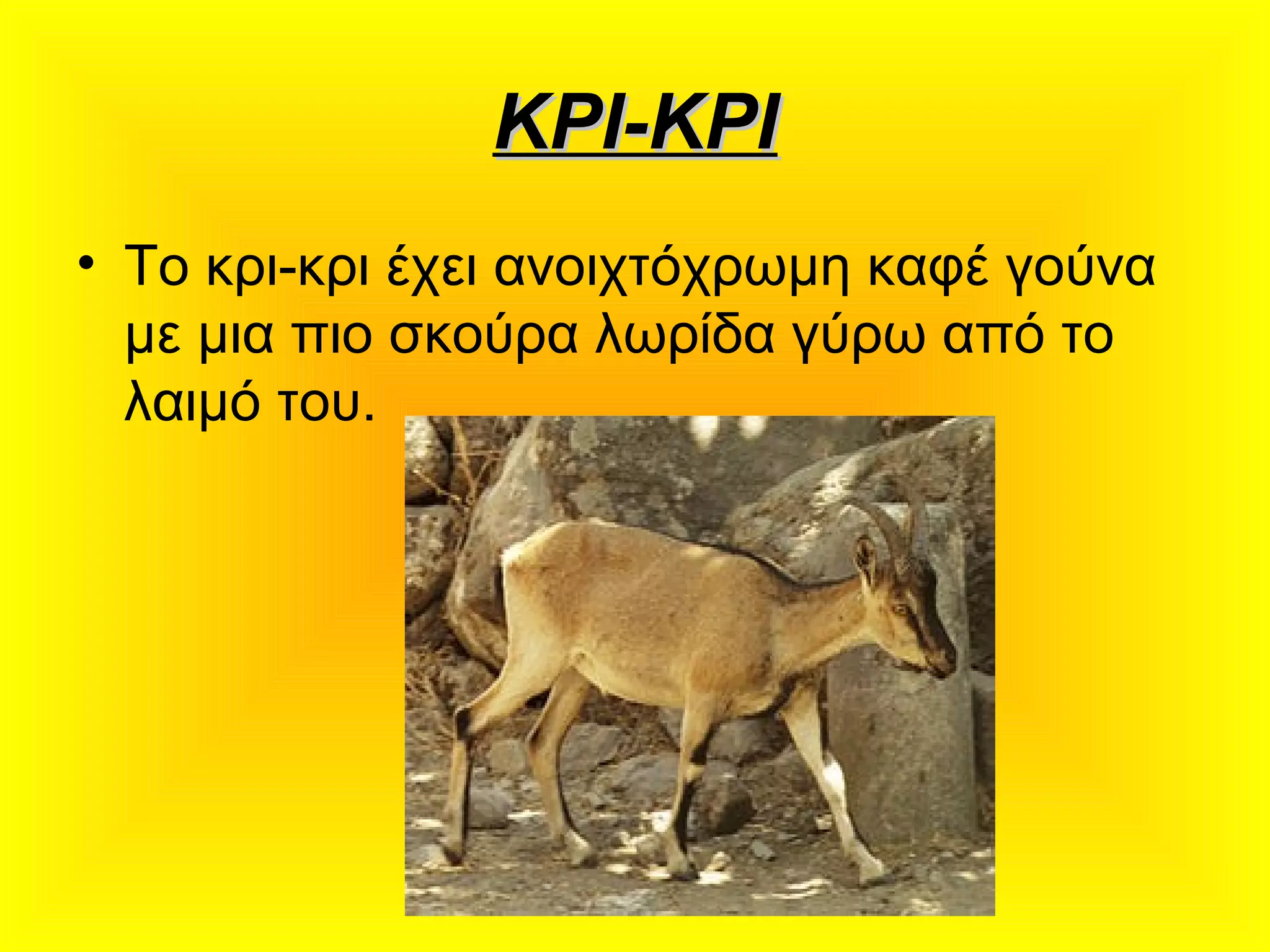 ΚΡΙ-ΚΡΙΚΡΙ-ΚΡΙ
• Το κρι-κρι έχει ανοιχτόχρωμη καφέ γούνα
με μια πιο σκούρα λωρίδα γύρω από το
λαιμό του.
 