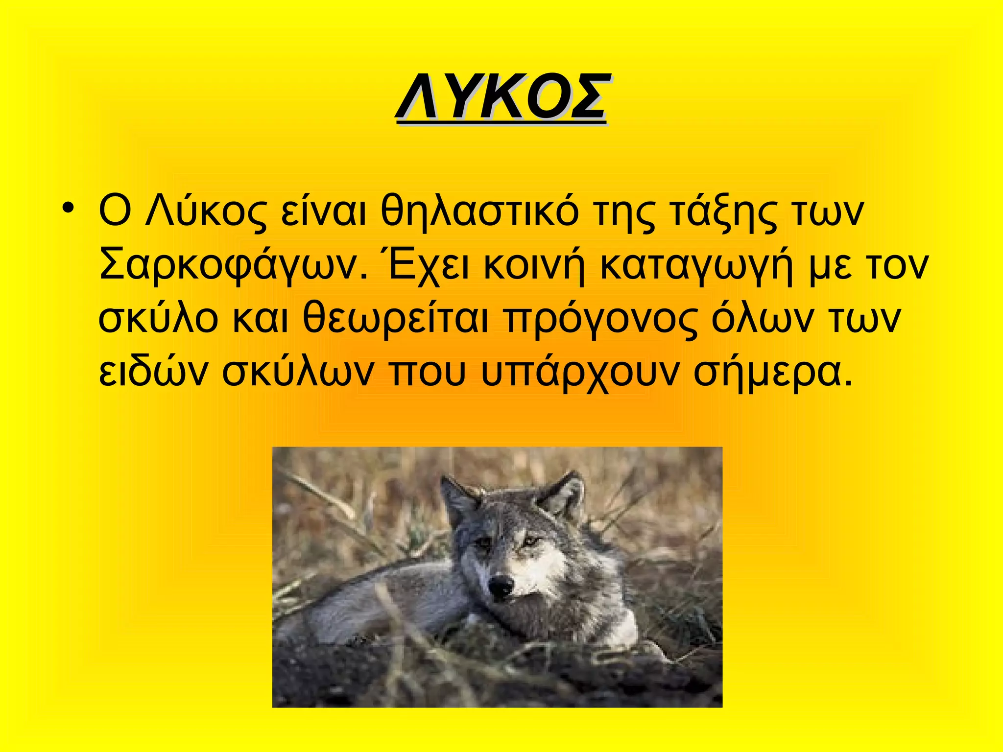 ΛΥΚΟΣΛΥΚΟΣ
• Ο Λύκος είναι θηλαστικό της τάξης των
Σαρκοφάγων. Έχει κοινή καταγωγή με τον
σκύλο και θεωρείται πρόγονος όλων των
ειδών σκύλων που υπάρχουν σήμερα.
 