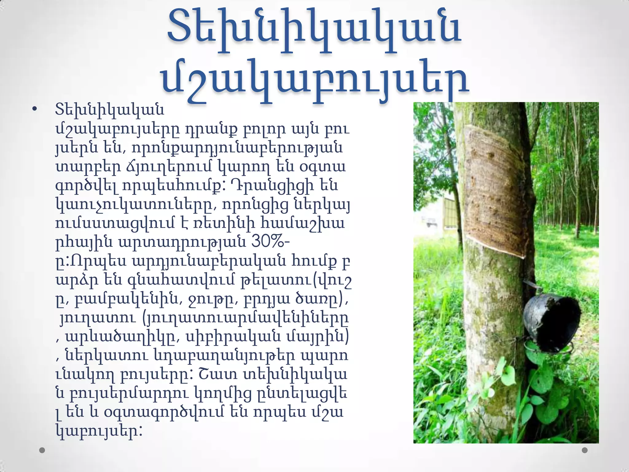 Տեխնիկական
մշակաբույսեր• Տեխնիկական
մշակաբույսերը դրանք բոլոր այն բու
յսերն են, որոնքարդյունաբերության
տարբեր ճյուղերում կարող են օգտա
գործվել որպեսհումք: Դրանցիցի են
կաուչուկատուները, որոնցից ներկայ
ումսստացվում է ռետինի համաշխա
րհային արտադրության 30%-
ը:Որպես արդյունաբերական հումք բ
արձր են գնահատվում թելատու(վուշ
ը, բամբակենին, ջութը, բրդյա ծառը),
յուղատու (յուղատուարմավենիները
, արևածաղիկը, սիբիրական մայրին)
, ներկատու ևդաբաղանյութեր պարո
ւնակող բույսերը: Շատ տեխնիկակա
ն բույսերմարդու կողմից ընտելացվե
լ են և օգտագործվում են որպես մշա
կաբույսեր:
 