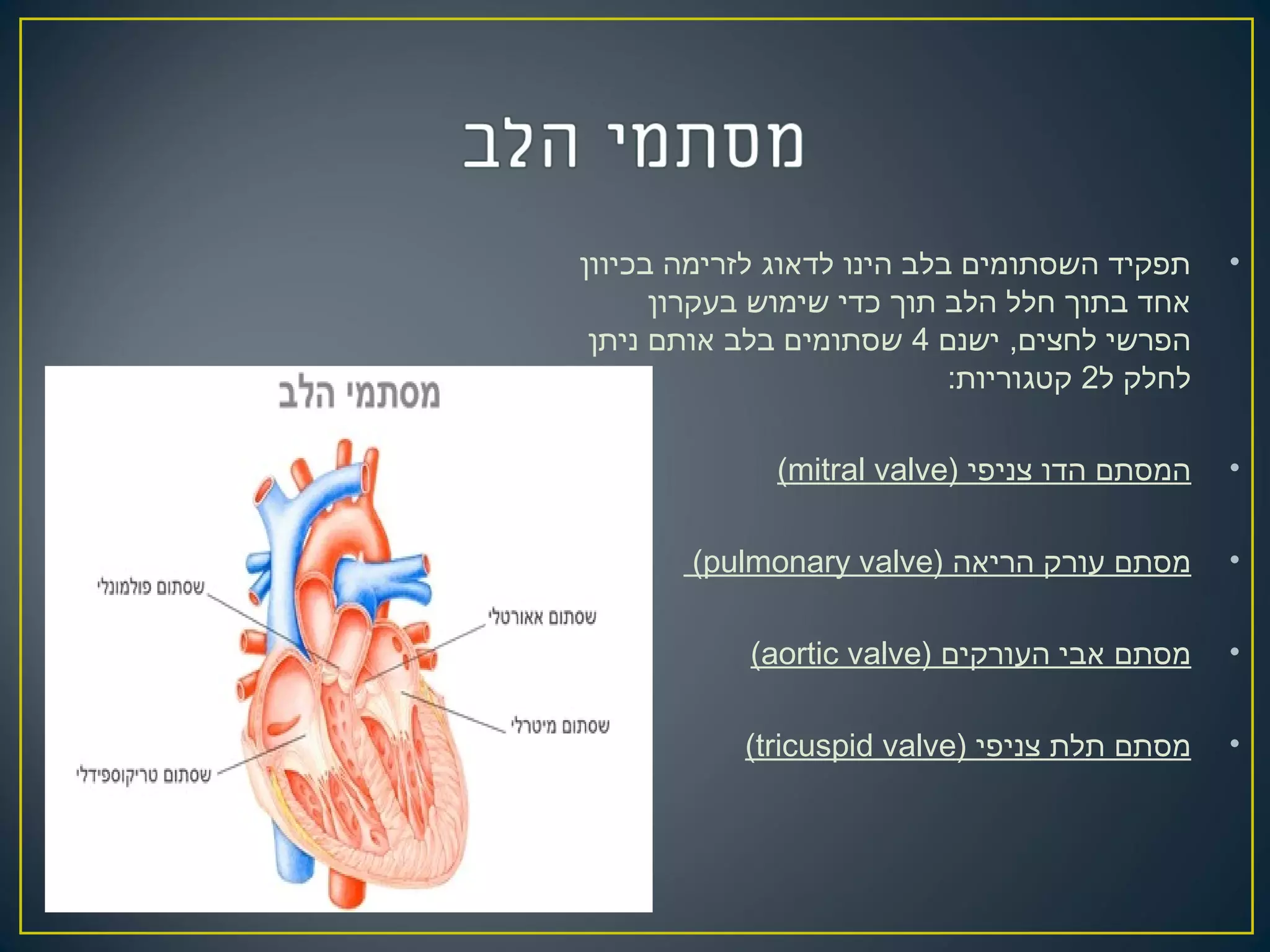 •‫בכיוון‬ ‫לזרימה‬ ‫לדאוג‬ ‫הינו‬ ‫בלב‬ ‫השסתומים‬ ‫תפקיד‬
‫בעקרון‬ ‫שימוש‬ ‫כדי‬ ‫תוך‬ ‫הלב‬ ‫חלל‬ ‫בתוך‬ ‫אחד‬
‫ישנם‬ ,‫לחצים‬ ‫הפרשי‬4‫ניתן‬ ‫אותם‬ ‫בלב‬ ‫שסתומים‬
‫ל‬ ‫לחלק‬2:‫קטגוריות‬
•) ‫צניפי‬ ‫הדו‬ ‫המסתם‬mitral valve(
•) ‫הריאה‬ ‫עורק‬ ‫מסתם‬pulmonary valve(
•) ‫העורקים‬ ‫אבי‬ ‫מסתם‬aortic valve(
•) ‫צניפי‬ ‫תלת‬ ‫מסתם‬tricuspid valve(
 
