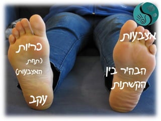 ‫אצבעות‬
‫כריות‬
(‫תחת‬
‫האצבעות‬)
‫עקב‬
‫בין‬ ‫הבהיר‬
‫הקשתות‬
 