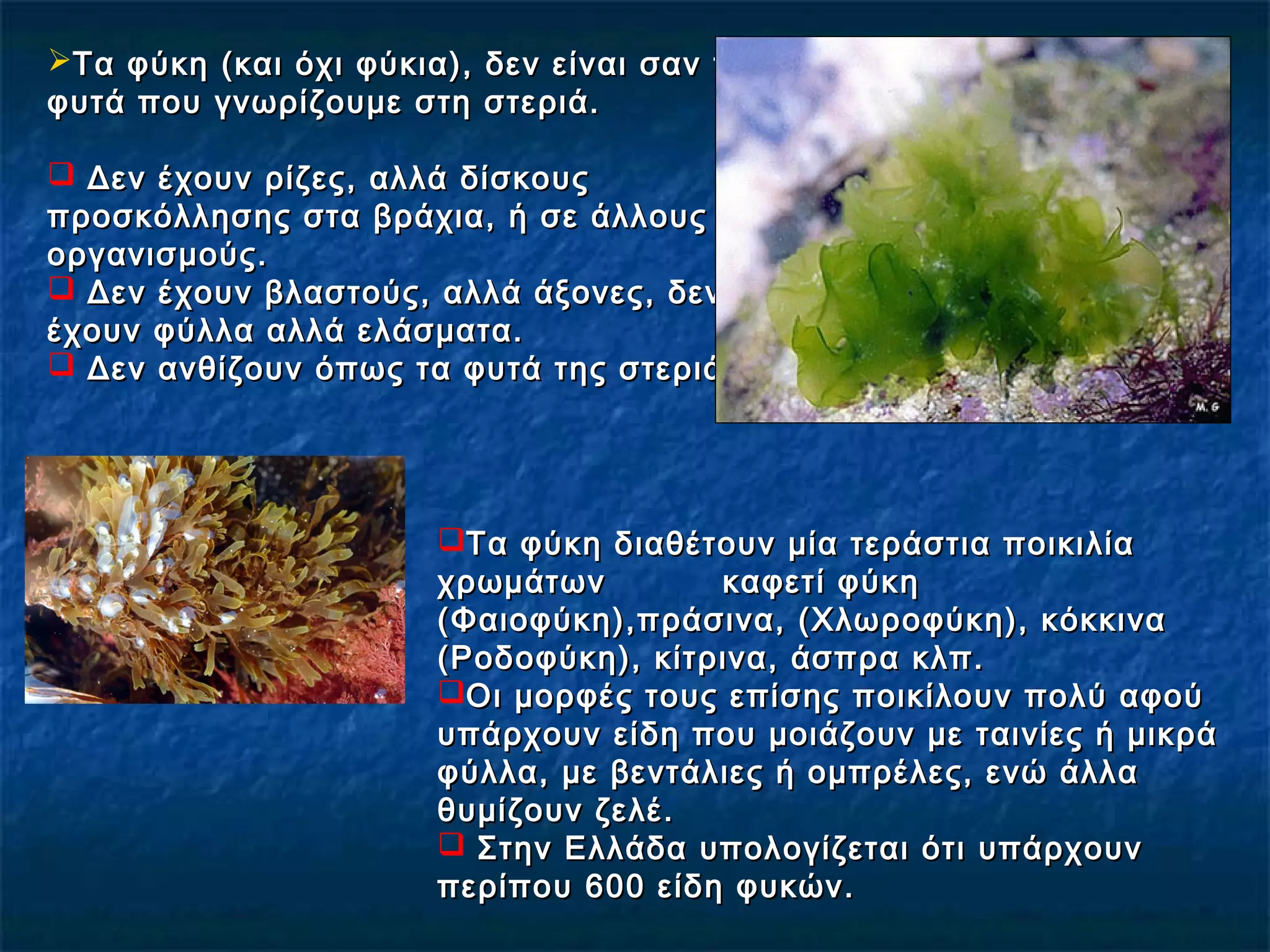 Τα φύκη (και όχι φύκια), δεν είναι σαν ταΤα φύκη (και όχι φύκια), δεν είναι σαν τα
φυτά που γνωρίζουμε στη στεριά.φυτά που γνωρίζουμε στη στεριά.
 Δεν έχουν ρίζες, αλλά δίσκουςΔεν έχουν ρίζες, αλλά δίσκους
προσκόλλησης στα βράχια, ή σε άλλουςπροσκόλλησης στα βράχια, ή σε άλλους
οργανισμούς.οργανισμούς.
 Δεν έχουν βλαστούς, αλλά άξονες, δενΔεν έχουν βλαστούς, αλλά άξονες, δεν
έχουν φύλλα αλλά ελάσματα.έχουν φύλλα αλλά ελάσματα.
 Δεν ανθίζουν όπως τα φυτά της στεριάς.Δεν ανθίζουν όπως τα φυτά της στεριάς.
Τα φύκη διαθέτουν µία τεράστια ποικιλίαΤα φύκη διαθέτουν µία τεράστια ποικιλία
χρωµάτων καφετί φύκηχρωµάτων καφετί φύκη
(Φαιοφύκη),πράσινα, (Χλωροφύκη), κόκκινα(Φαιοφύκη),πράσινα, (Χλωροφύκη), κόκκινα
(Ροδοφύκη), κίτρινα, άσπρα κλπ.(Ροδοφύκη), κίτρινα, άσπρα κλπ.
Οι µορφές τους επίσης ποικίλουν πολύ αφούΟι µορφές τους επίσης ποικίλουν πολύ αφού
υπάρχουν είδη που µοιάζουν µε ταινίες ή µικράυπάρχουν είδη που µοιάζουν µε ταινίες ή µικρά
φύλλα, µε βεντάλιες ή οµπρέλες, ενώ άλλαφύλλα, µε βεντάλιες ή οµπρέλες, ενώ άλλα
θυµίζουν ζελέ.θυµίζουν ζελέ.
 Στην Ελλάδα υπολογίζεται ότι υπάρχουνΣτην Ελλάδα υπολογίζεται ότι υπάρχουν
περίπου 600 είδη φυκών.περίπου 600 είδη φυκών.
 