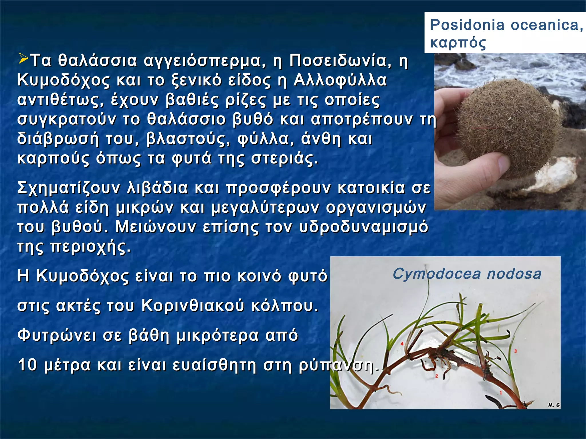 Τα θαλάσσια αγγειόσπερμα, η Ποσειδωνία, ηΤα θαλάσσια αγγειόσπερμα, η Ποσειδωνία, η
Κυμοδόχος και το ξενικό είδος η ΑλλοφύλλαΚυμοδόχος και το ξενικό είδος η Αλλοφύλλα
αντιθέτως, έχουν βαθιές ρίζες με τις οποίεςαντιθέτως, έχουν βαθιές ρίζες με τις οποίες
συγκρατούν το θαλάσσιο βυθό και αποτρέπουν τησυγκρατούν το θαλάσσιο βυθό και αποτρέπουν τη
διάβρωσή του, βλαστούς, φύλλα, άνθη καιδιάβρωσή του, βλαστούς, φύλλα, άνθη και
καρπούς όπως τα φυτά της στεριάς.καρπούς όπως τα φυτά της στεριάς.
Σχηματίζουν λιβάδια και προσφέρουν κατοικία σεΣχηματίζουν λιβάδια και προσφέρουν κατοικία σε
πολλά είδη μικρών και μεγαλύτερων οργανισμώνπολλά είδη μικρών και μεγαλύτερων οργανισμών
του βυθού. Μειώνουν επίσης τον υδροδυναμισμότου βυθού. Μειώνουν επίσης τον υδροδυναμισμό
της περιοχής.της περιοχής.
Η Κυμοδόχος είναι το πιο κοινό φυτόΗ Κυμοδόχος είναι το πιο κοινό φυτό
στις ακτές του Κορινθιακού κόλπου.στις ακτές του Κορινθιακού κόλπου.
Φυτρώνει σε βάθη μικρότερα απόΦυτρώνει σε βάθη μικρότερα από
10 μέτρα και είναι ευαίσθητη στη ρύπανση.10 μέτρα και είναι ευαίσθητη στη ρύπανση.
Cymodocea nodosa
Posidonia oceanica,
καρπός
 