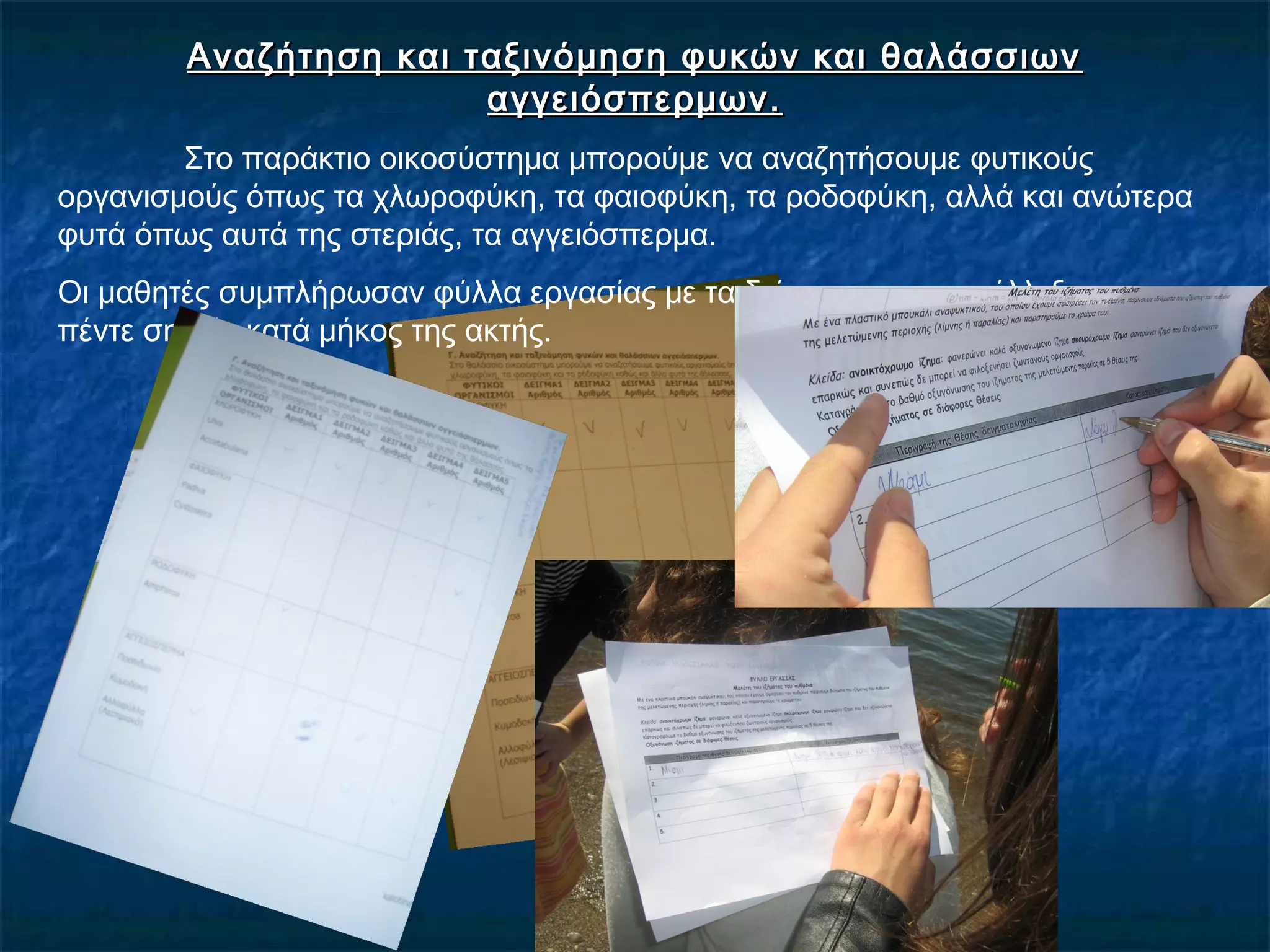 Αναζήτηση και ταξινόμηση φυκών και θαλάσσιωνΑναζήτηση και ταξινόμηση φυκών και θαλάσσιων
αγγειόσπερμων.αγγειόσπερμων.
Στο παράκτιο οικοσύστημα μπορούμε να αναζητήσουμε φυτικούς
οργανισμούς όπως τα χλωροφύκη, τα φαιοφύκη, τα ροδοφύκη, αλλά και ανώτερα
φυτά όπως αυτά της στεριάς, τα αγγειόσπερμα.
Οι μαθητές συμπλήρωσαν φύλλα εργασίας με τα δείγματα που συνέλλεξαν σε
πέντε σημεία κατά μήκος της ακτής.
 