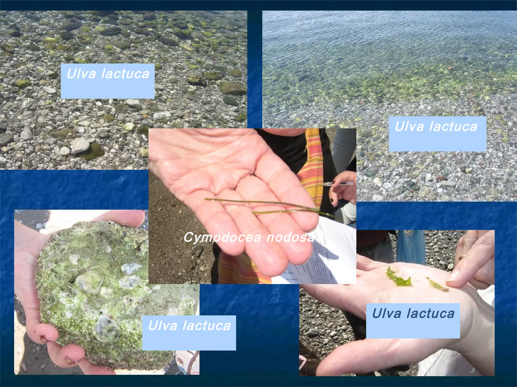 Ulva lactuca
Ulva lactuca
Ulva lactuca
Ulva lactuca
Cymodocea nodosa
 